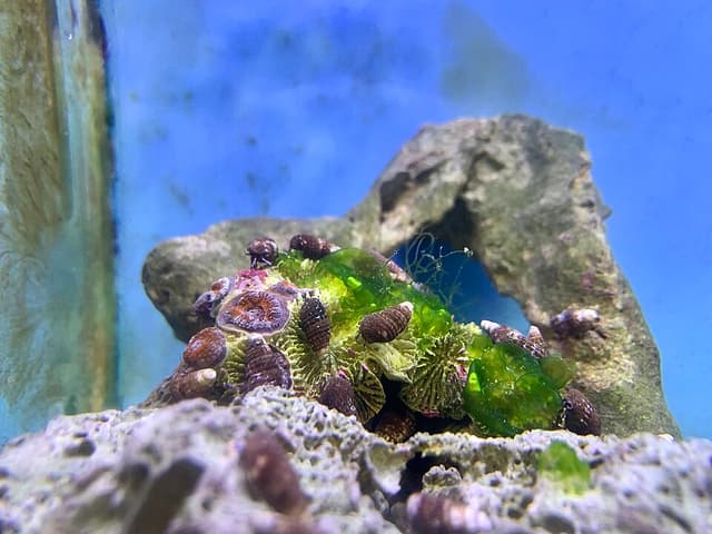 Acan Lord