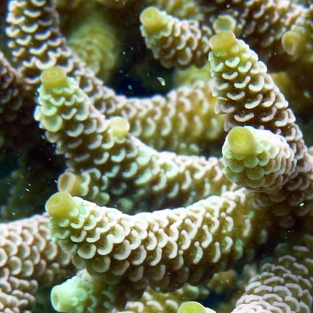 Acropora