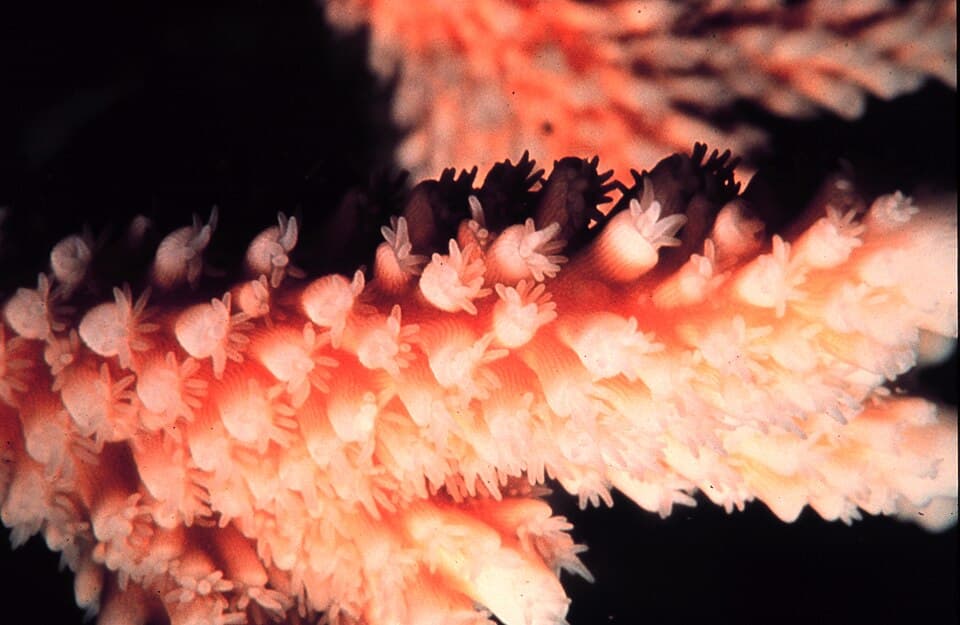 Slimer Acropora