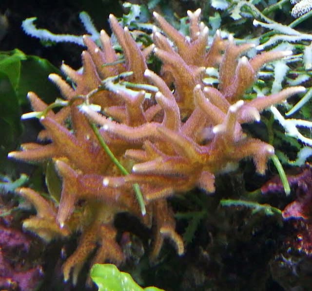 Birdsnest Coral