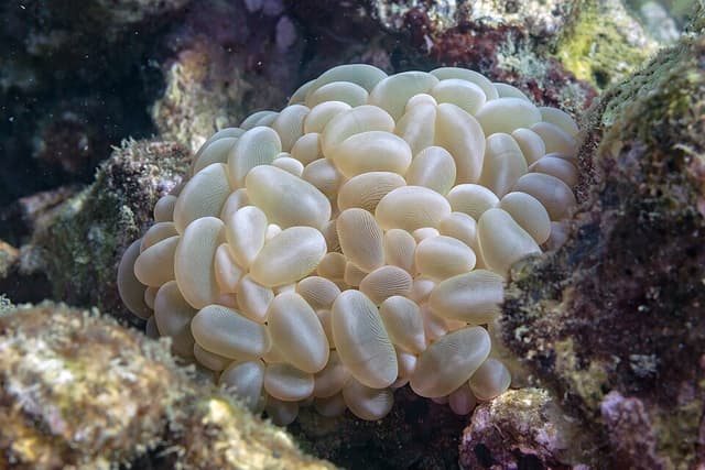 Bubble Coral