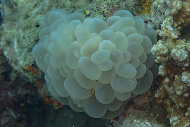Bubble Coral