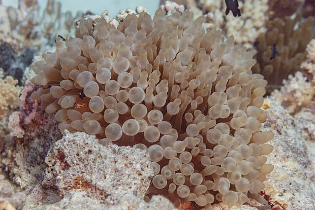 Bubble Tip Anemone