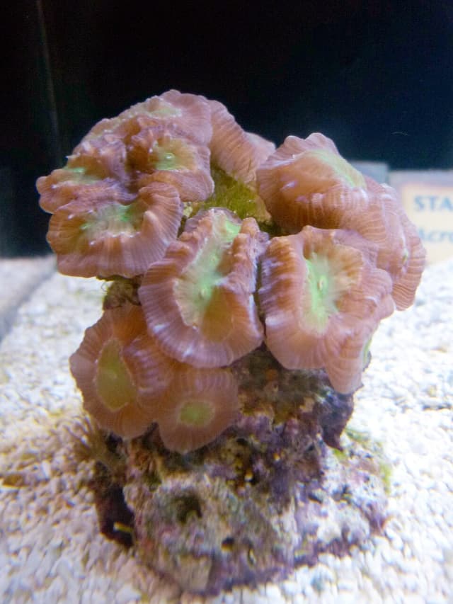 Candy Cane Coral
