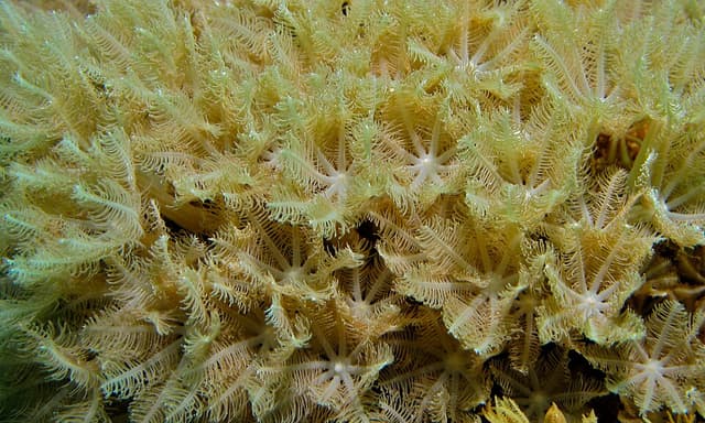 Clove Polyps
