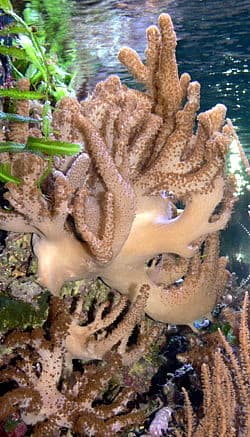 Colt Coral