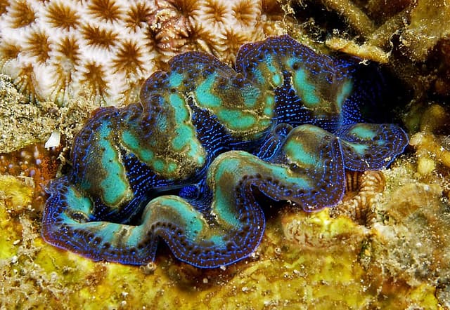 Crocea Clam