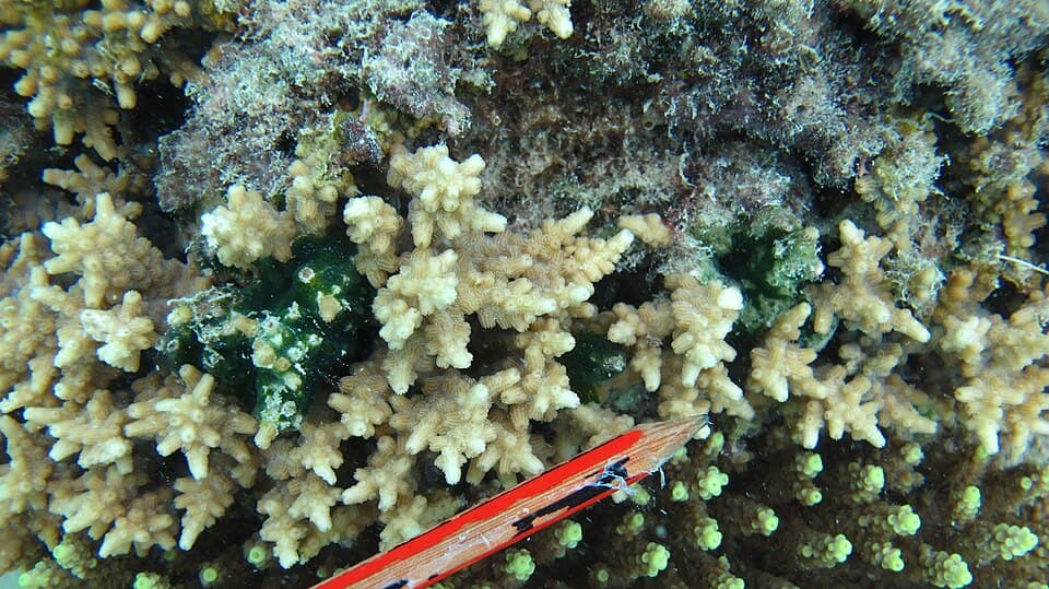 Cyphastrea
