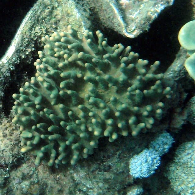 Devil's Hand Coral