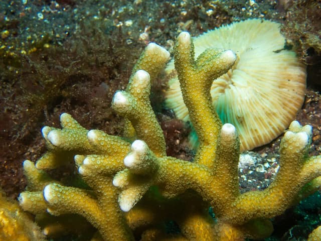 Digitata Montipora