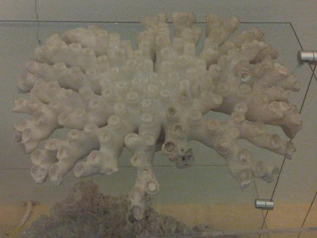 Duncan Coral
