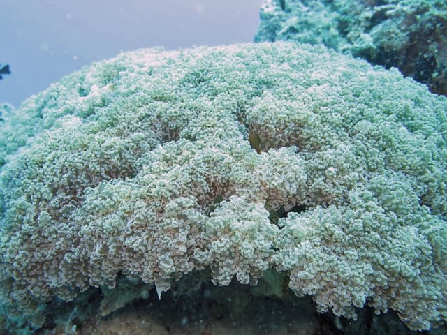 Frogspawn Coral