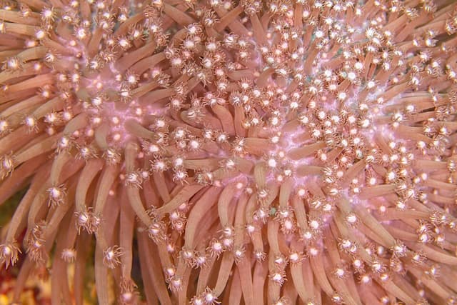 Goniopora