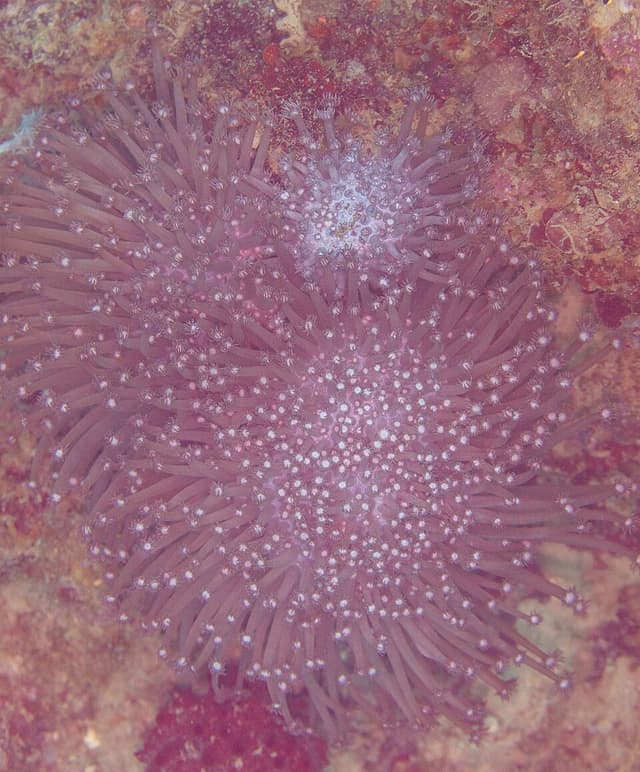 Goniopora