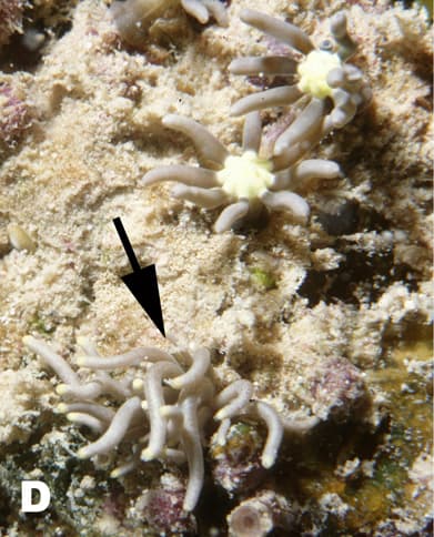 Green Star Polyps