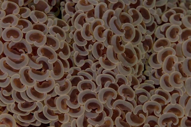 Hammer Coral