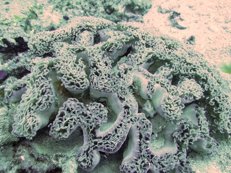 Hammer Coral