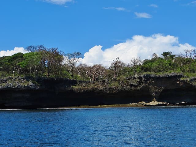 Kenya Tree Coral