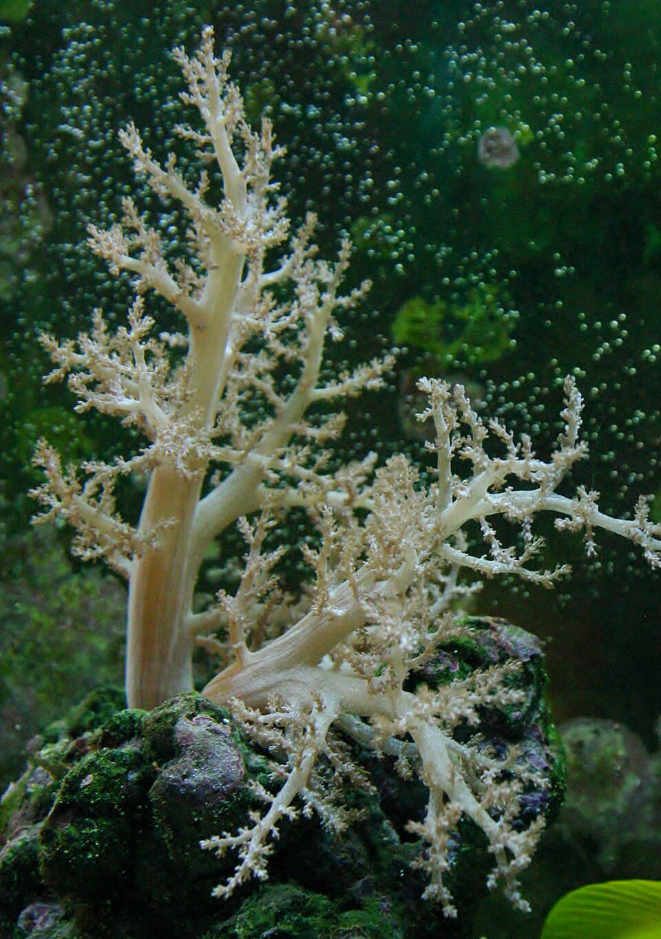 Kenya Tree Coral