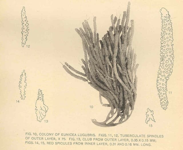 Knobby Sea Rod