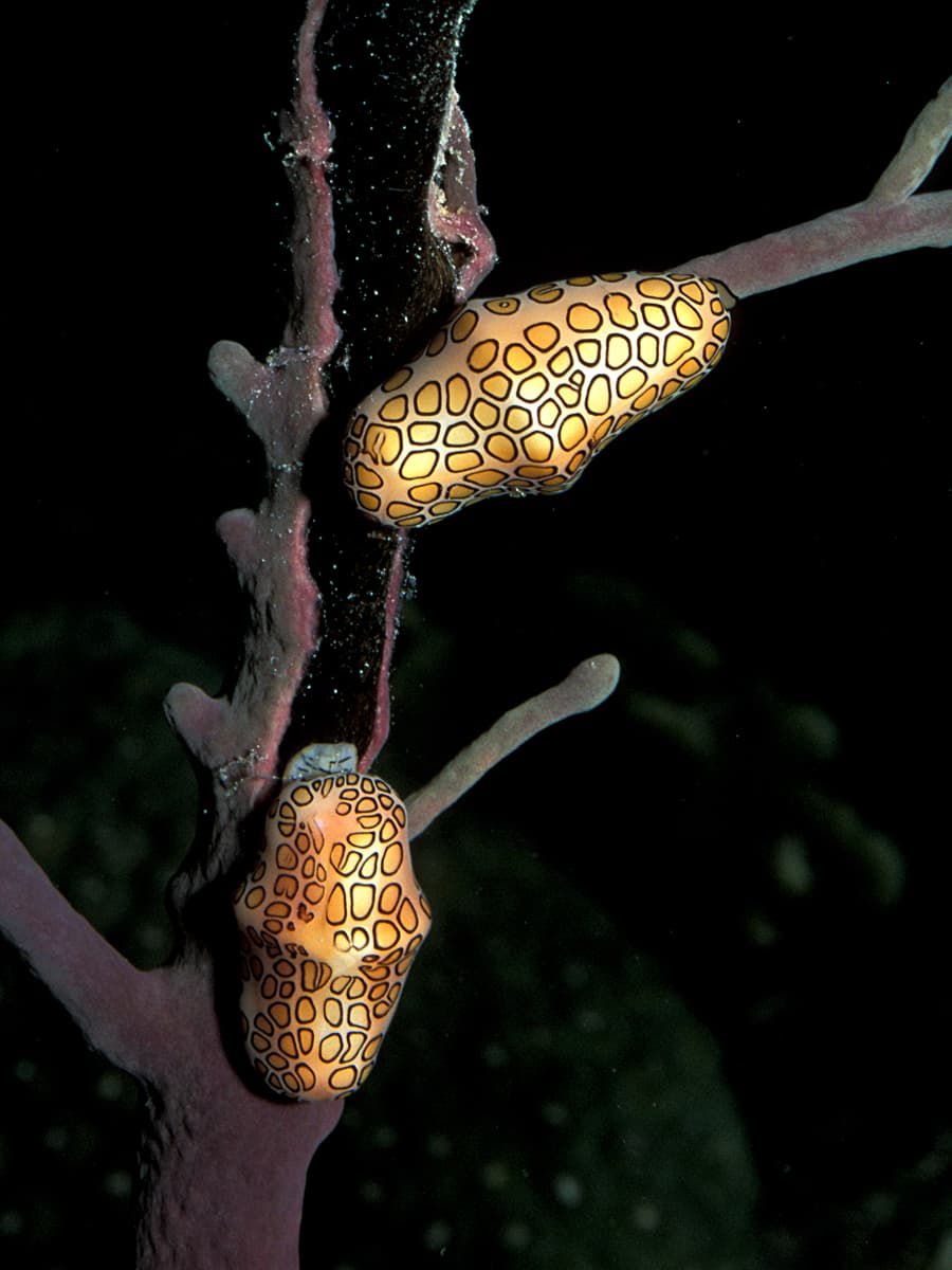 Knobby Sea Rod