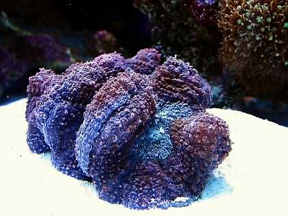 Lobophyllia