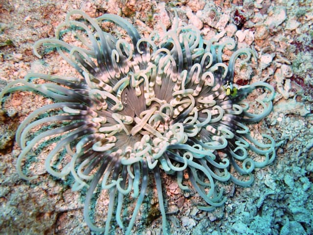 Long Tentacle Anemone