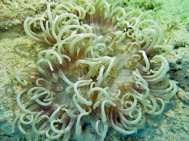 Long Tentacle Anemone