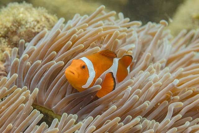 Magnificent Anemone