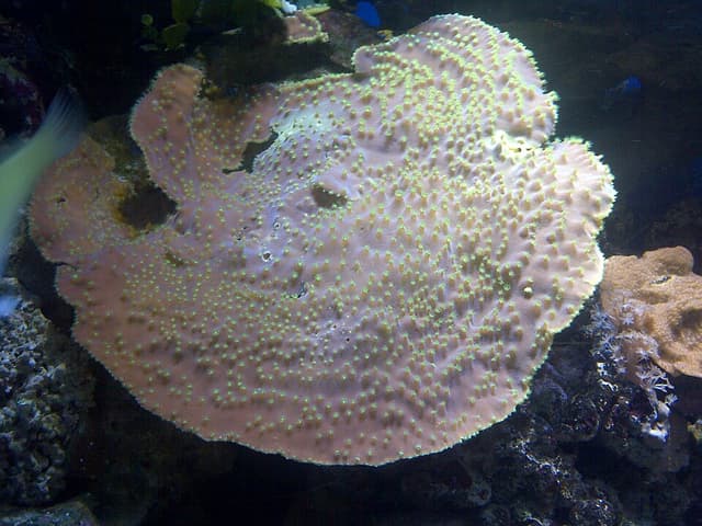 Montipora Capricornis