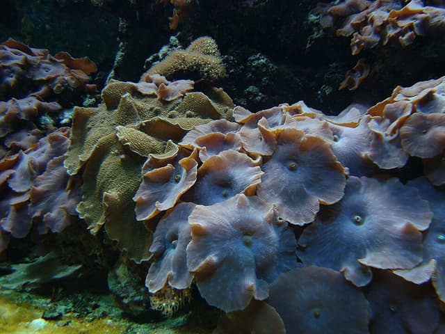 Discosoma Mushroom