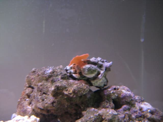 Discosoma Mushroom