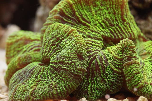 Open Brain Coral