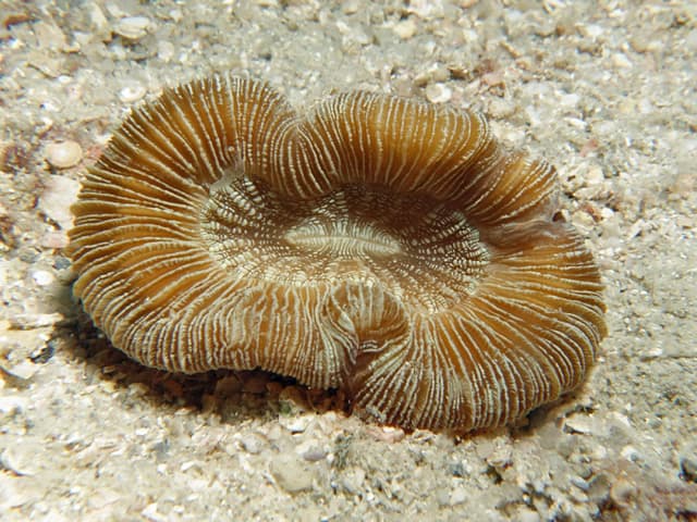 Open Brain Coral