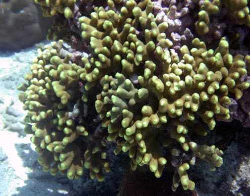 Porites