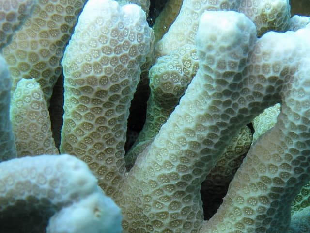 Porites