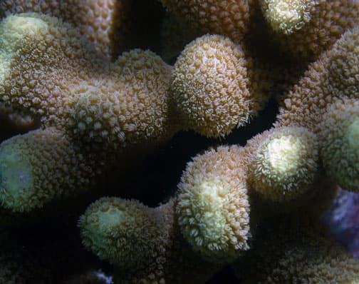 Porites