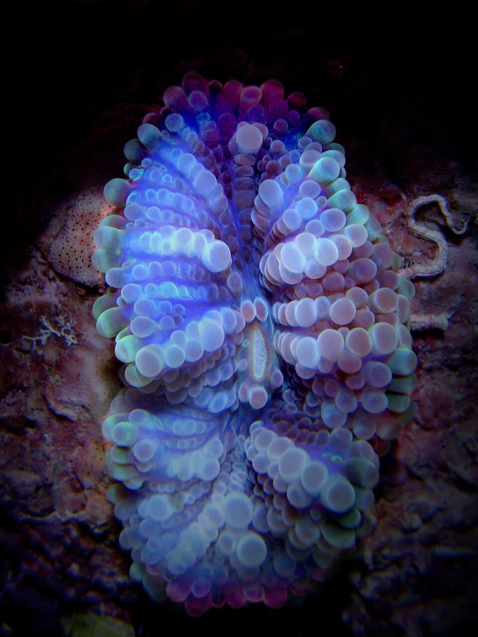 Ricordea Yuma Mushroom