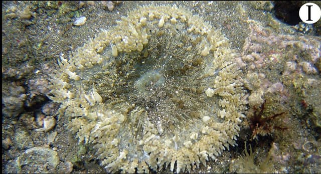 Rock Flower Anemone