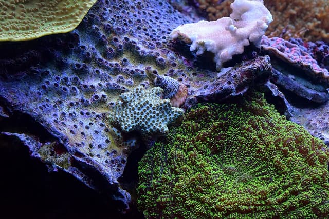 Setosa Montipora