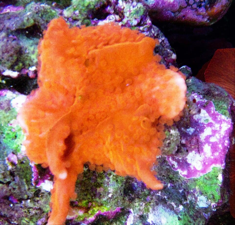 Setosa Montipora