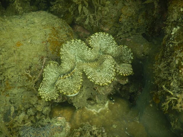 Squamosa Clam