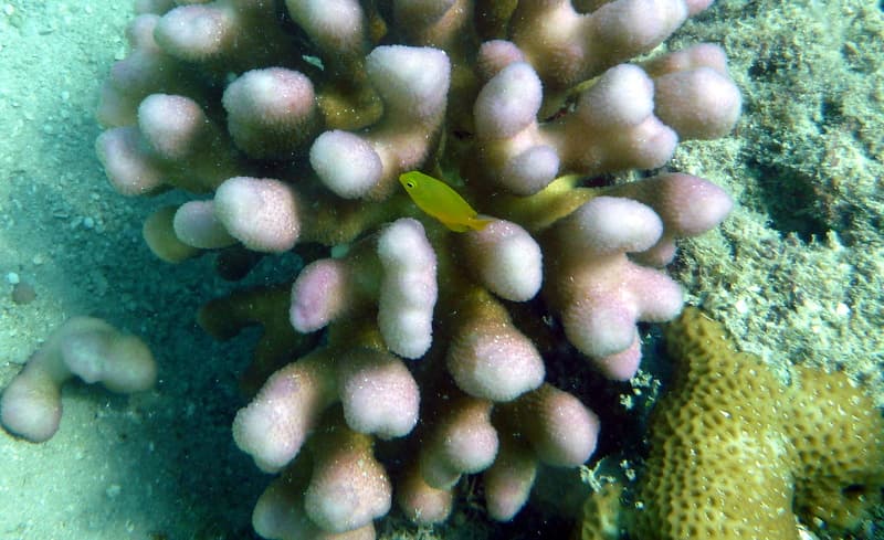 Stylophora