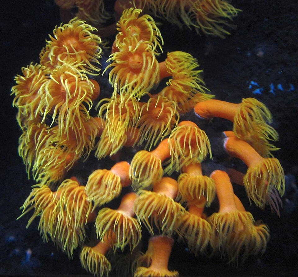 Sun Coral
