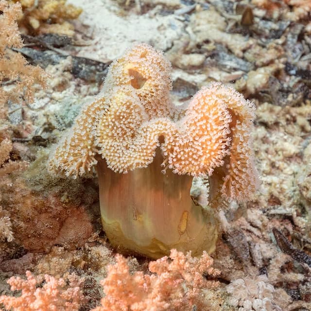 Toadstool Leather
