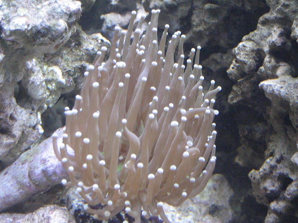 Torch Coral