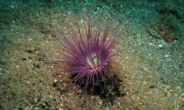 Tube Anemone