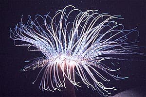 Tube Anemone