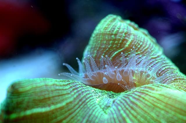 Wellsophyllia