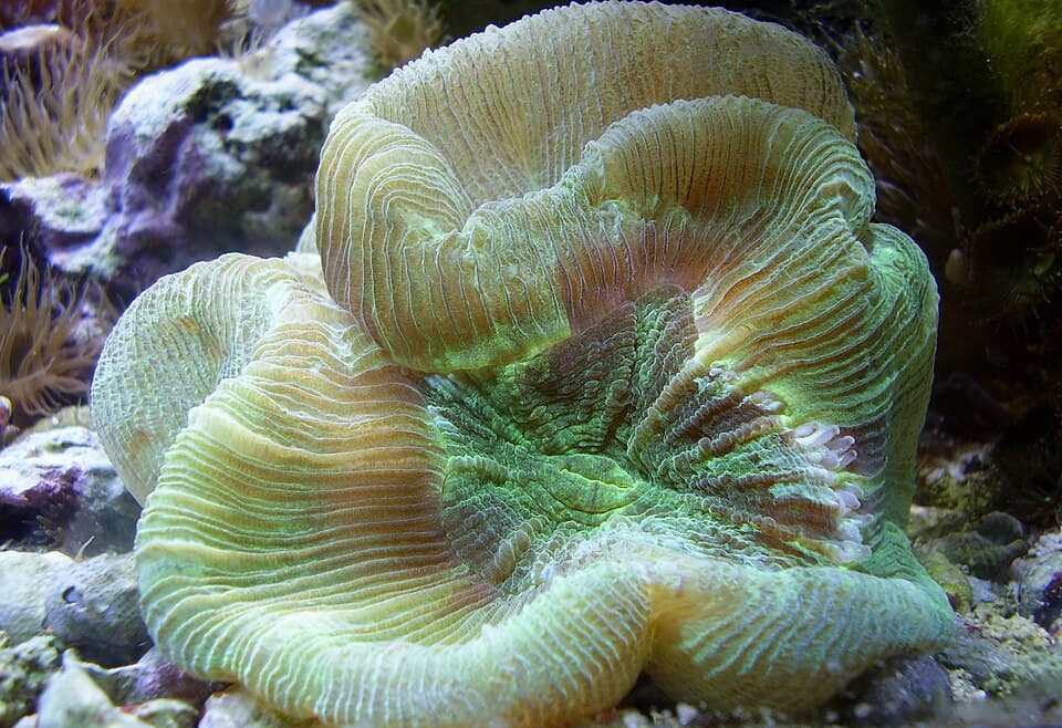 Wellsophyllia